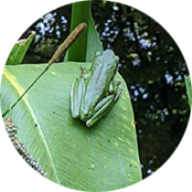 frog on lily pad