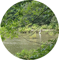 bird in preserve