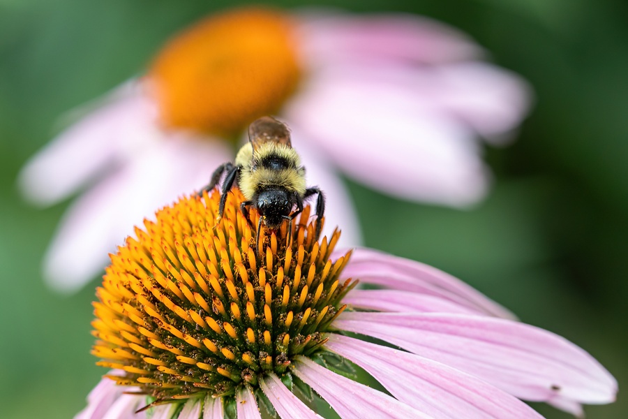 Hoke Pollinator Haven