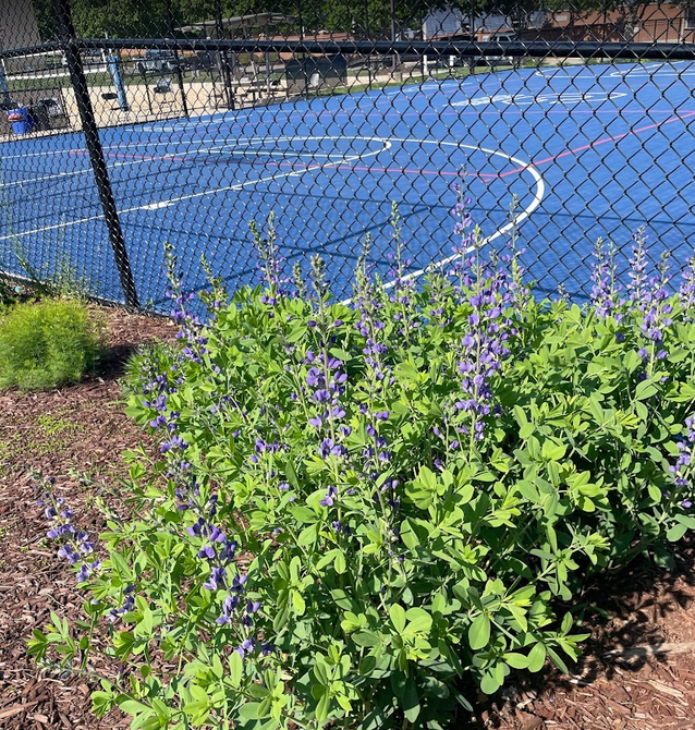 Pridgen Pollinator Place