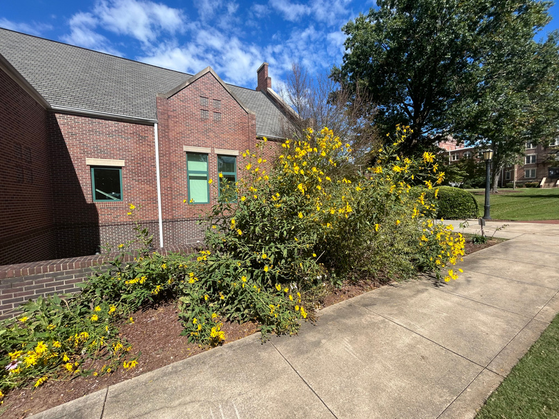 Student Affairs Edible Pollinator Buffet