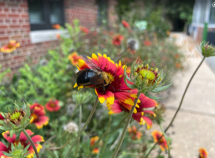 Shuford Pollinator Lab
