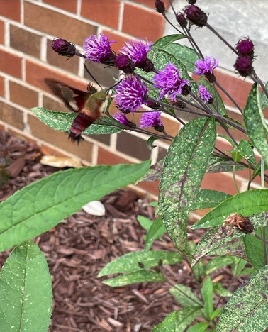 Shuford Pollinator Lab