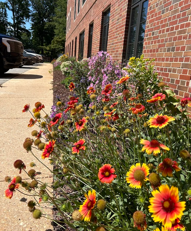 Shuford Pollinator Lab