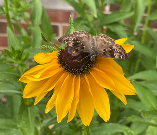 Shuford Pollinator Lab