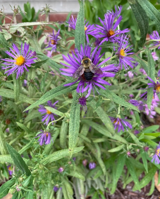 Shuford Pollinator Lab