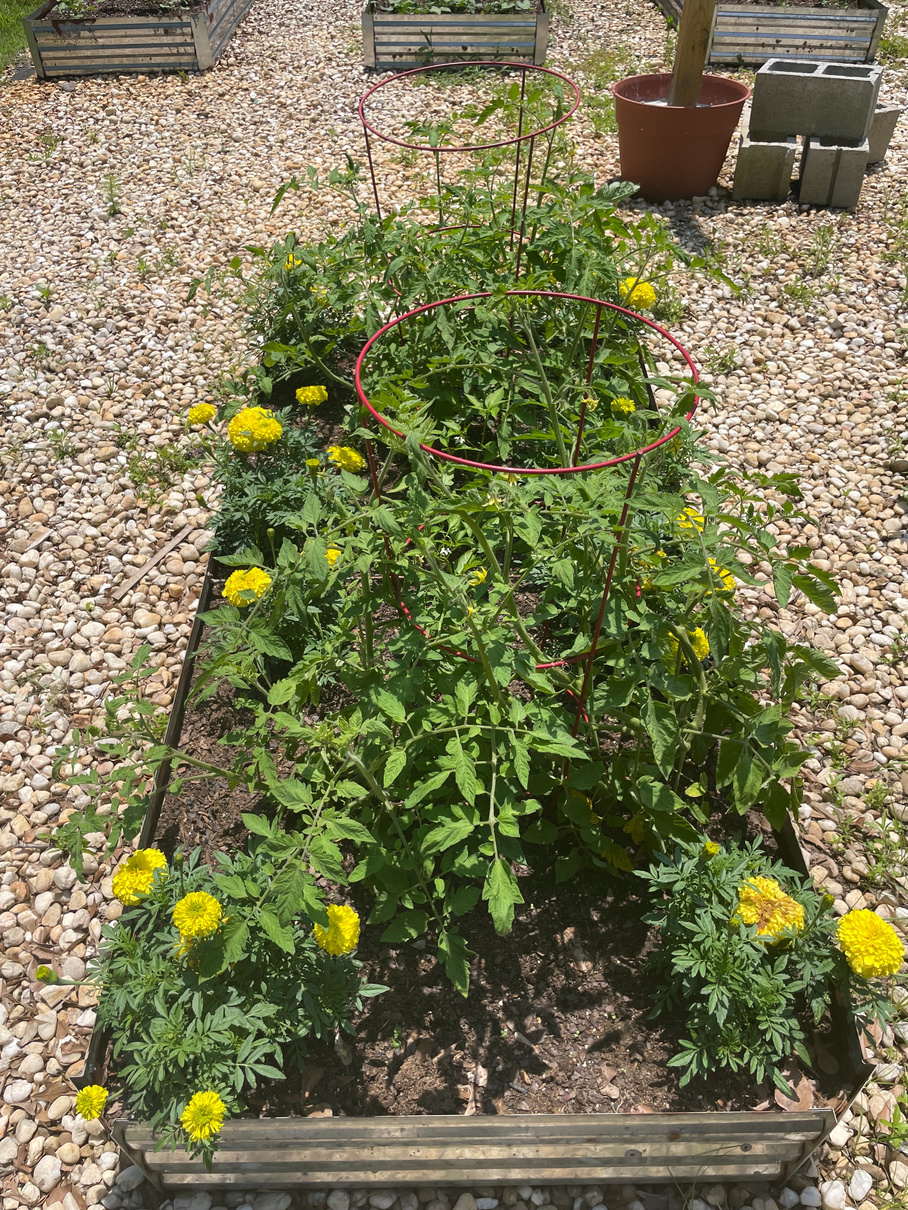 Learning Garden at Catawba College