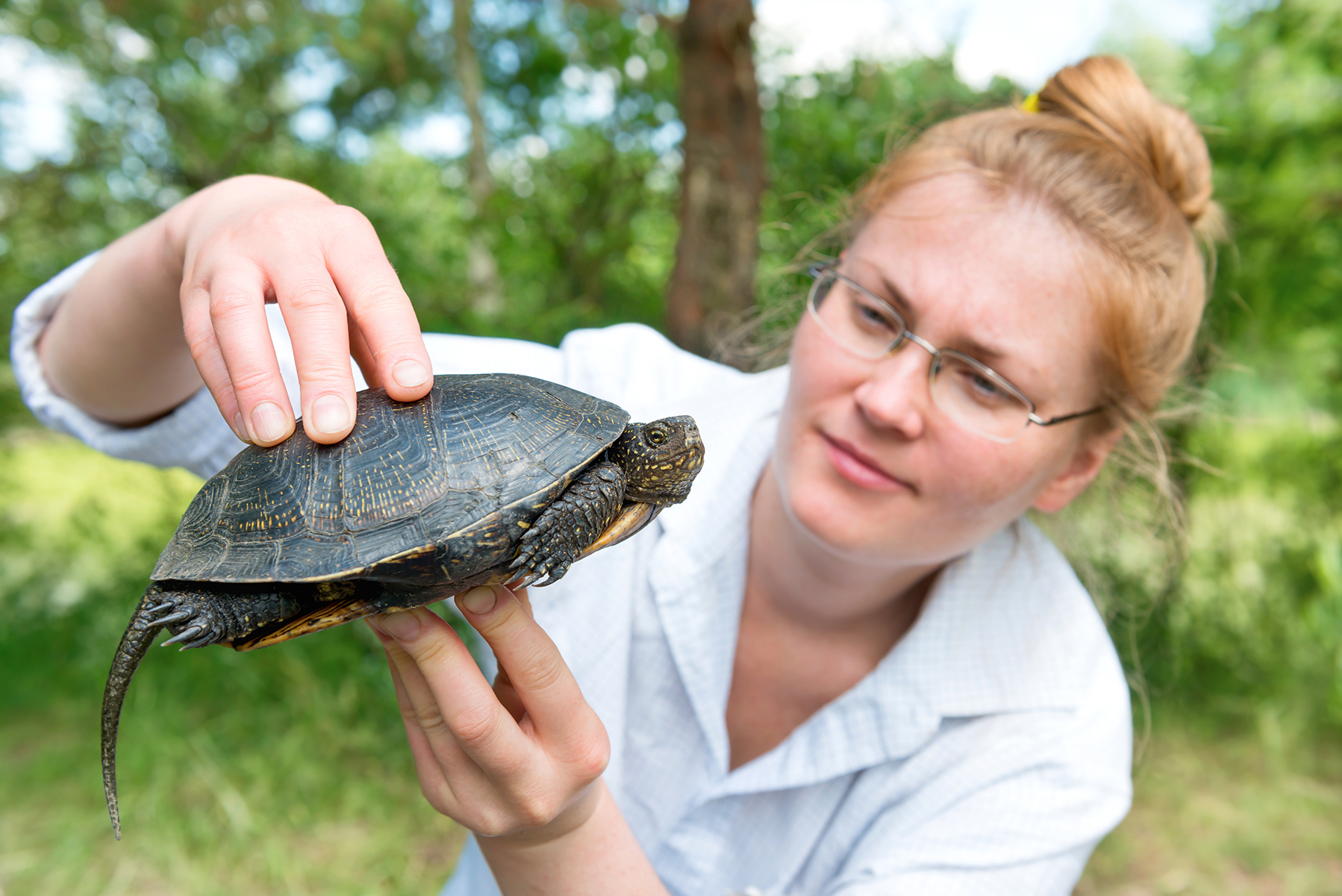 Zoology - Turtle