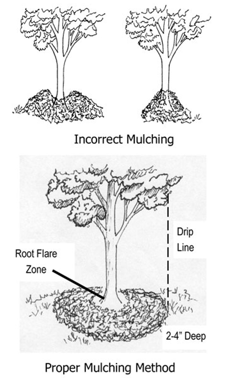 Mulching