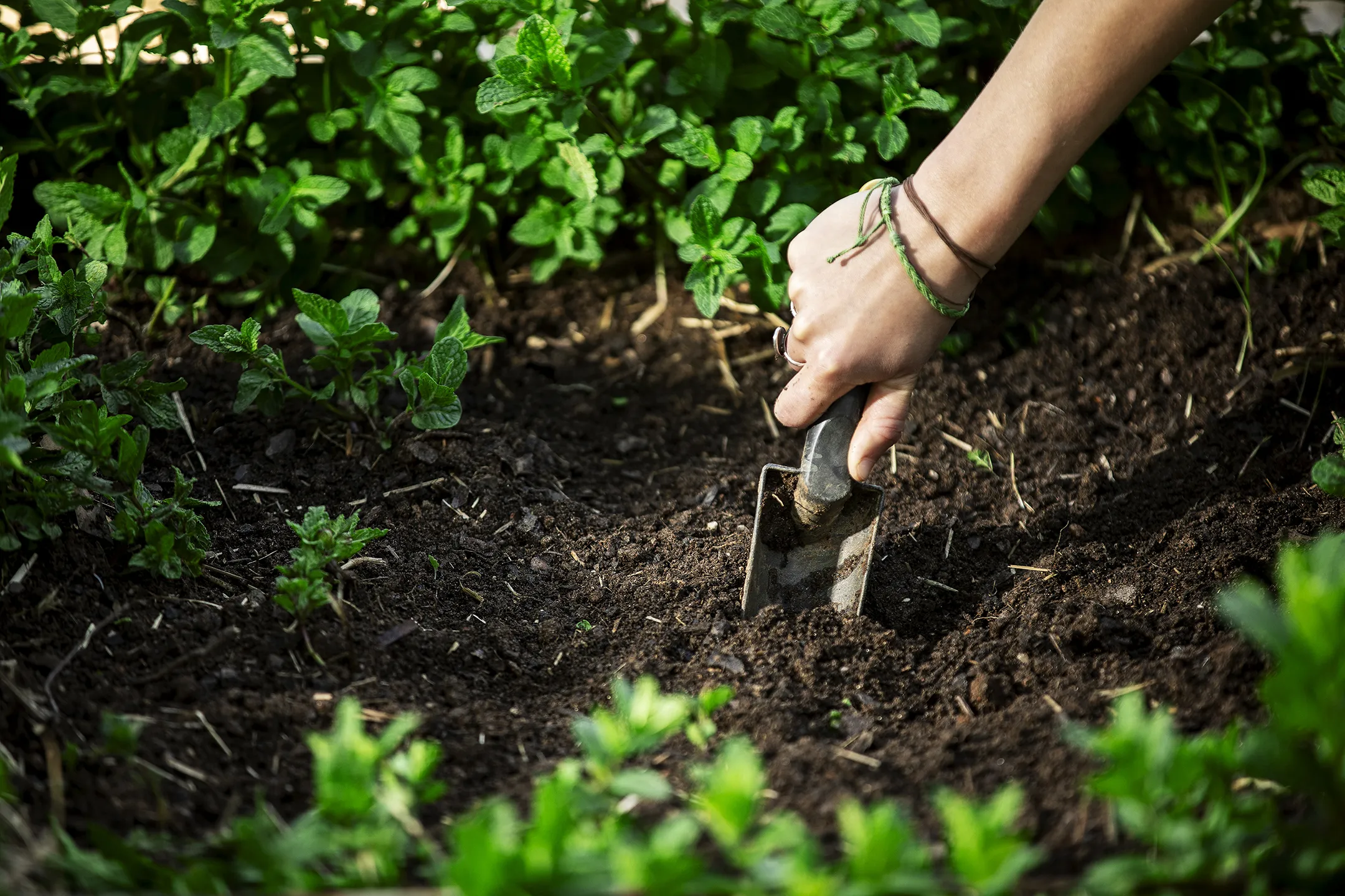 Hands of Catawba student digging in dirt with a spade