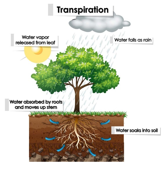 Transpiration